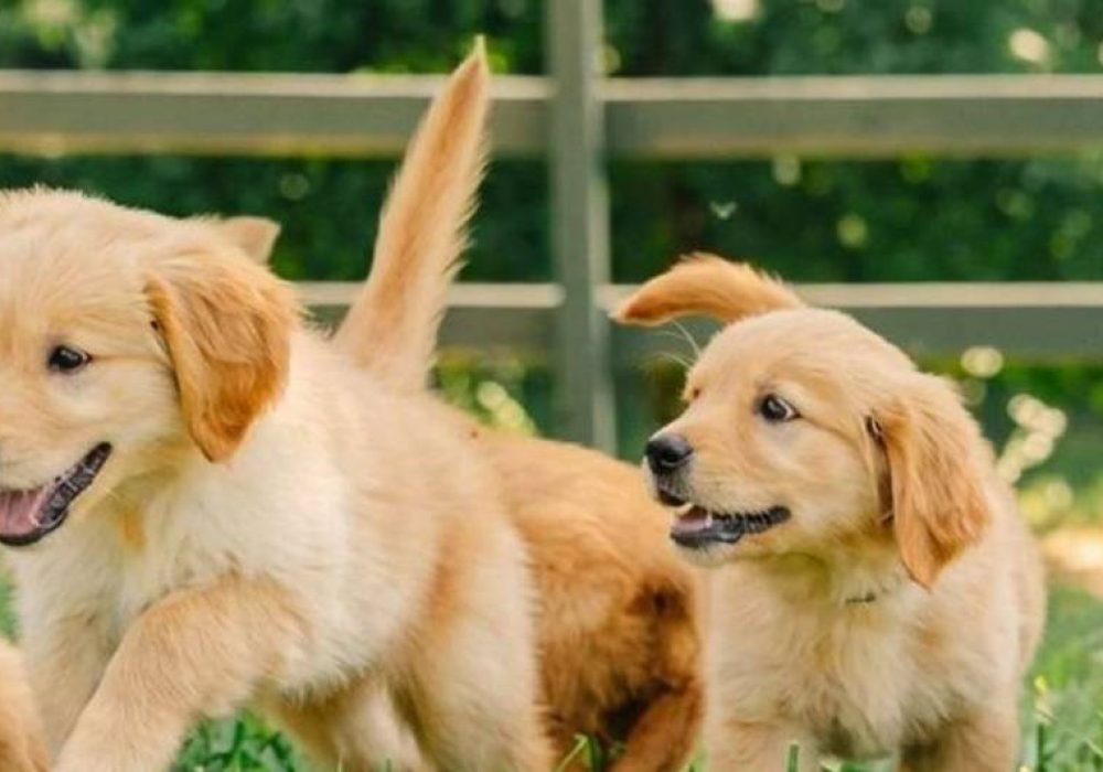 puppies